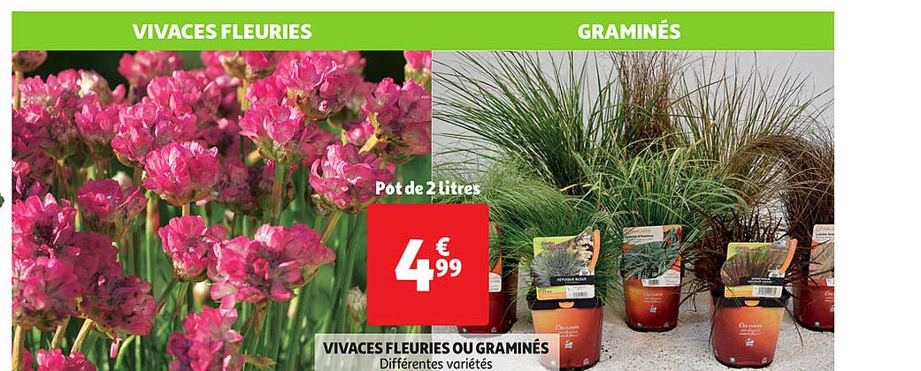 vivaces fleuries ou graminés