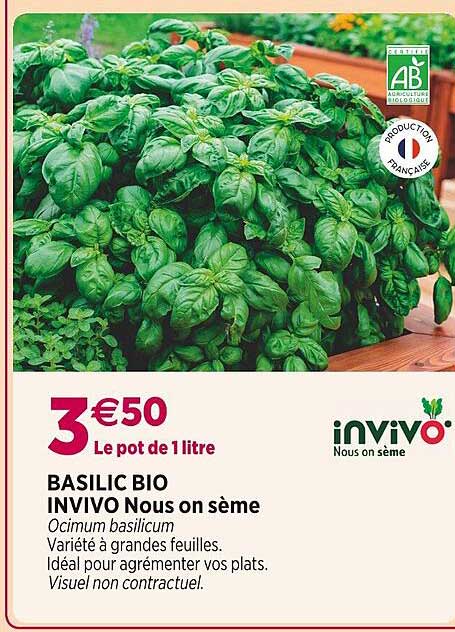 basilic bio invivo nous on sème