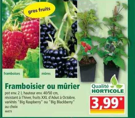 framboisier ou mûrier