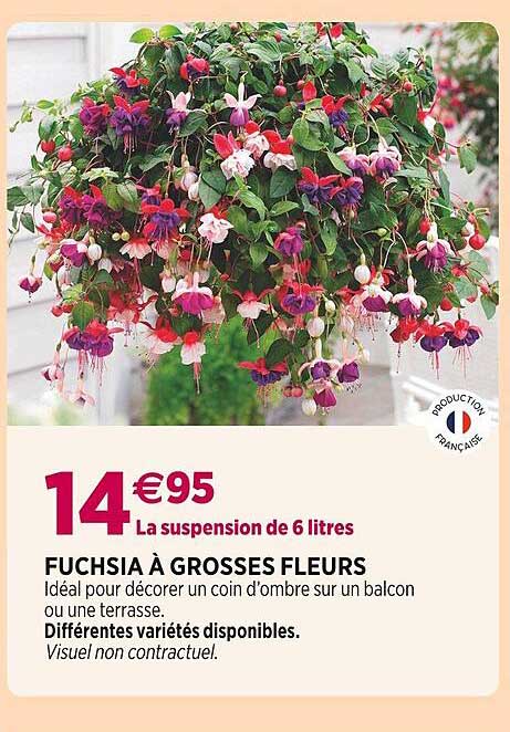 fuchsia à grosses fleurs