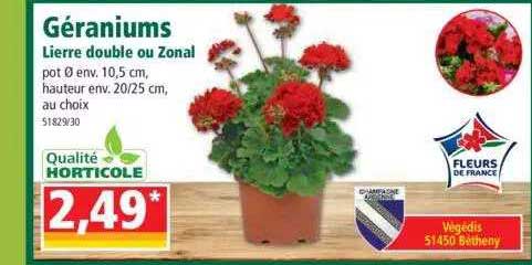 géranium lierre double ou zonal