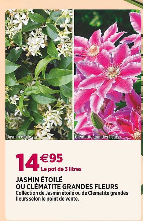 Jasmin étoilé Ou Clématite Grandes Fleurs