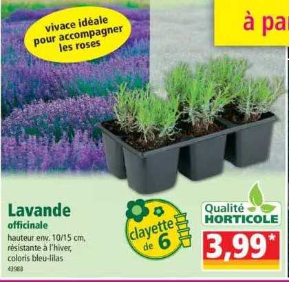 Lavande Officinale
