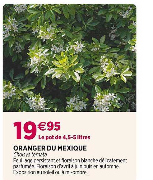 oranger du mexique