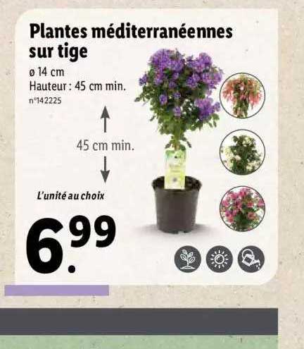plantes méditerranéennes sur tige