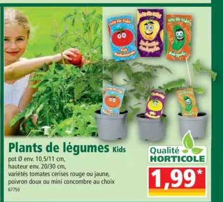 plants de légumes kids