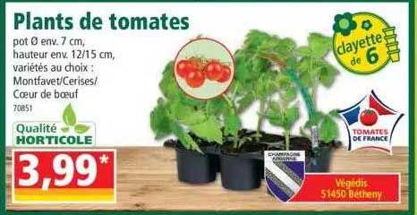 plants de tomates