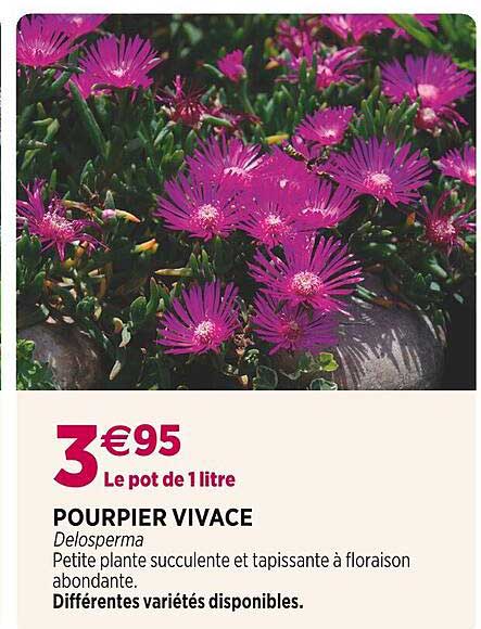 pourpier vivace