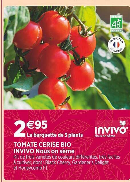 tomate cerise bio invivo nous on sème