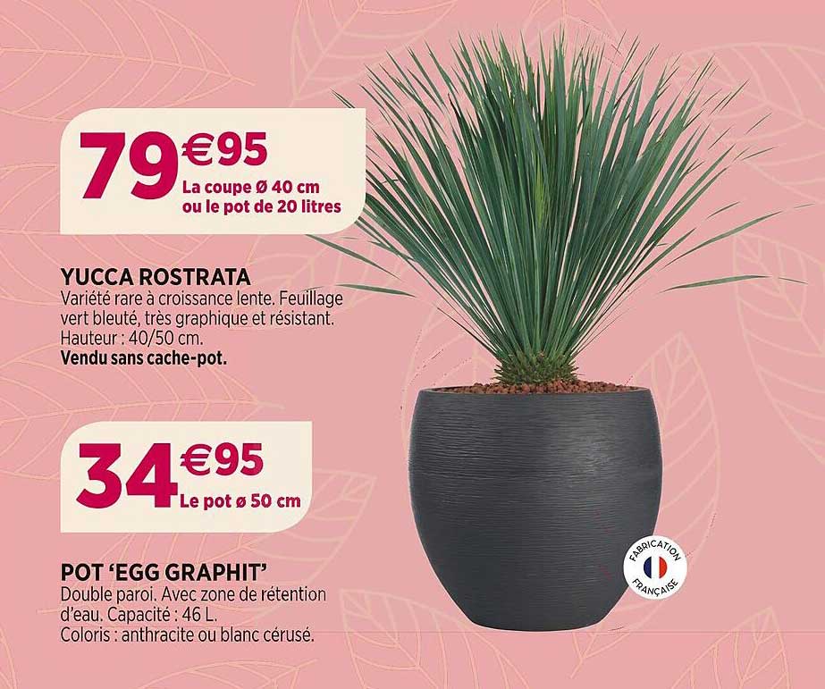 Yucca Rostrata, Pot 'egg Graphit'