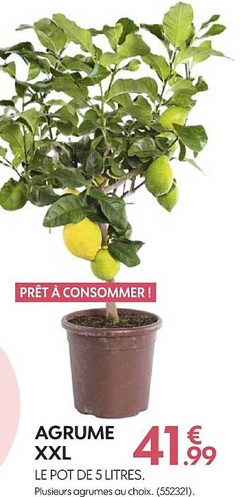 agrume XXL