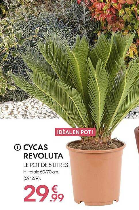 Cycas Revoluta