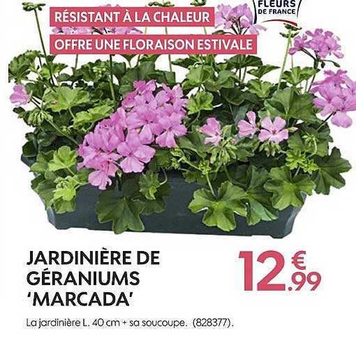 jardinière de géraniums marcada