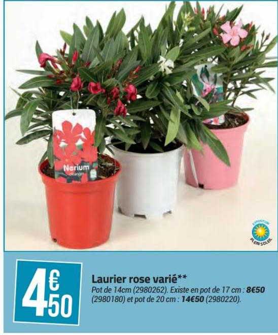 laurier rose varié