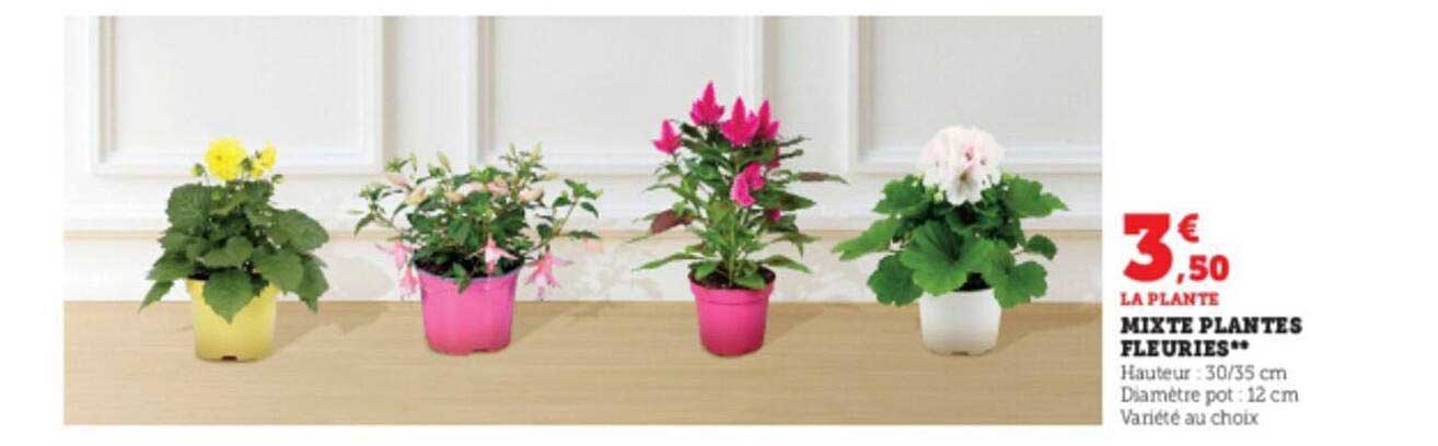 mixte plantes fleuries