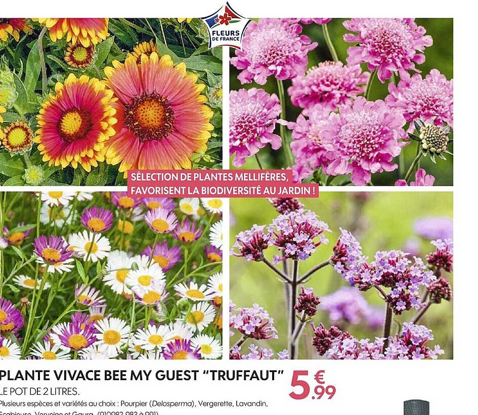 plante vivace bee my guest truffaut