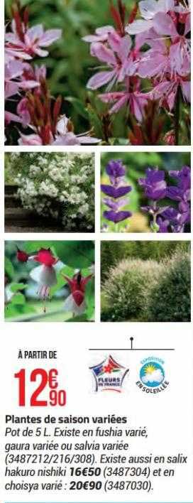 plantes de saison variées