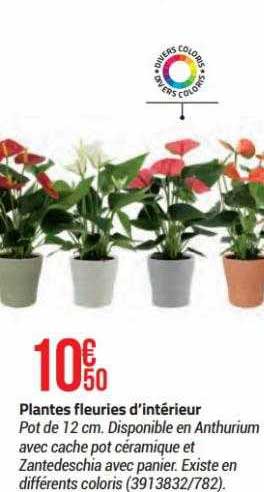 plantes fleuries d'intérieur