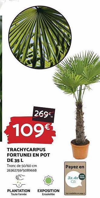 trachycarpus fortunel en pot de 35 l