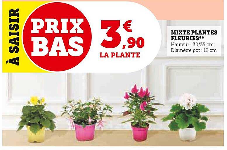 mixte plantes fleuries
