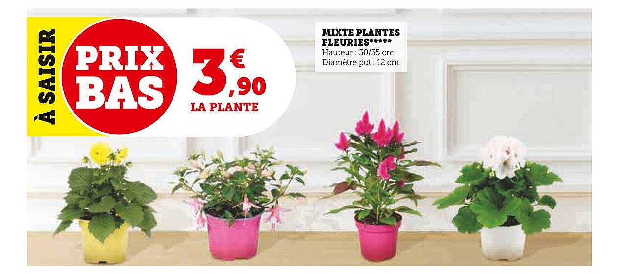 mixte plantes fleuries