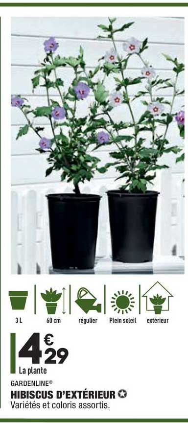 hibiscus d'extérieur gardenline