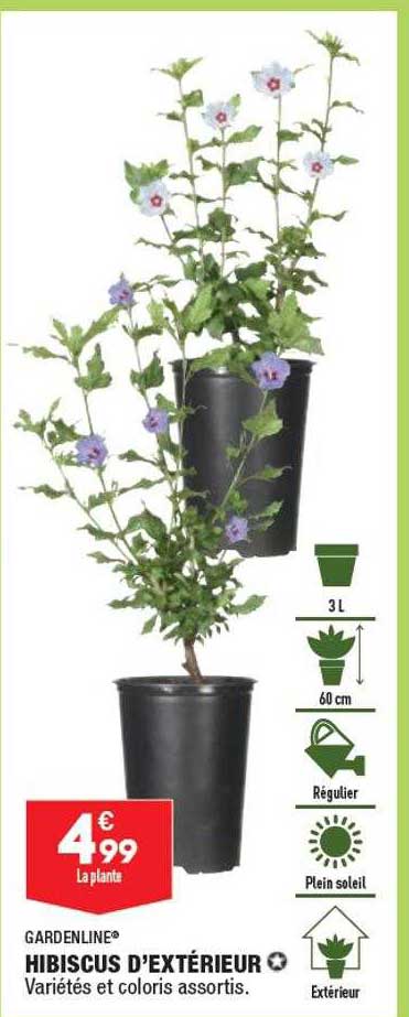 Hibiscus D'extérieur Gardenline