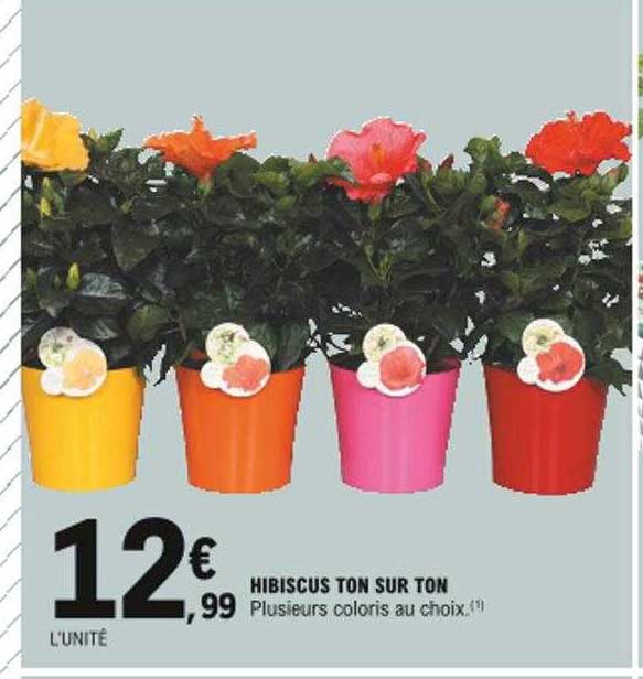 hibiscus ton sur ton