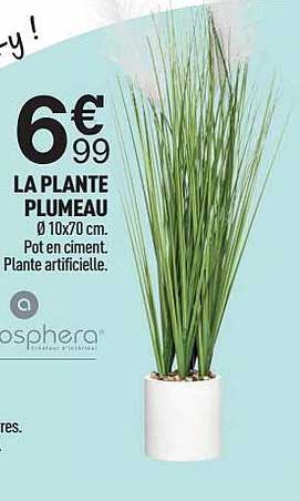 La Plante Plumeau