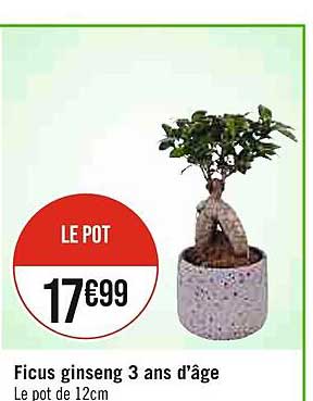 ficus ginseng 3 ans d'âge