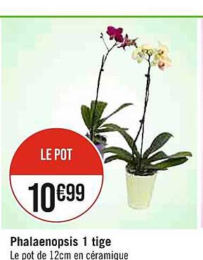 phalaenopsis 1 tige