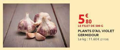 plants d'ail violet germidour
