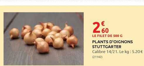 plants d'oignons stuttgarter