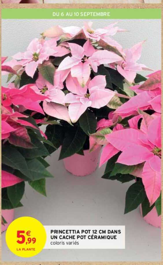 princettia pot 12 cm dans un cache pot céramique