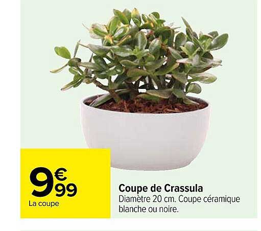 coupe de crassula