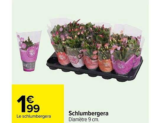 Schlumbergera