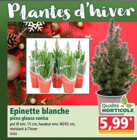 épinette blanche