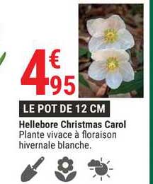 Hellebore Christams Carol