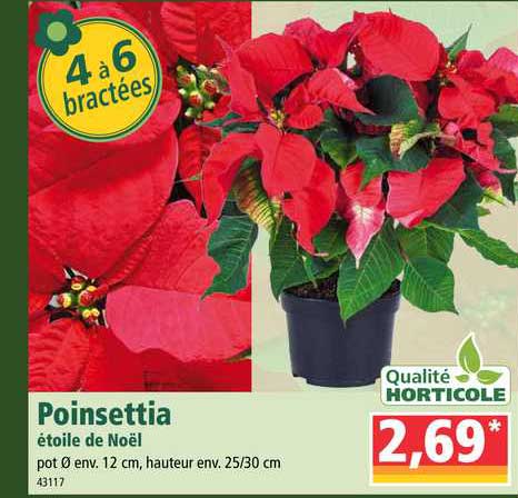 poinsettia