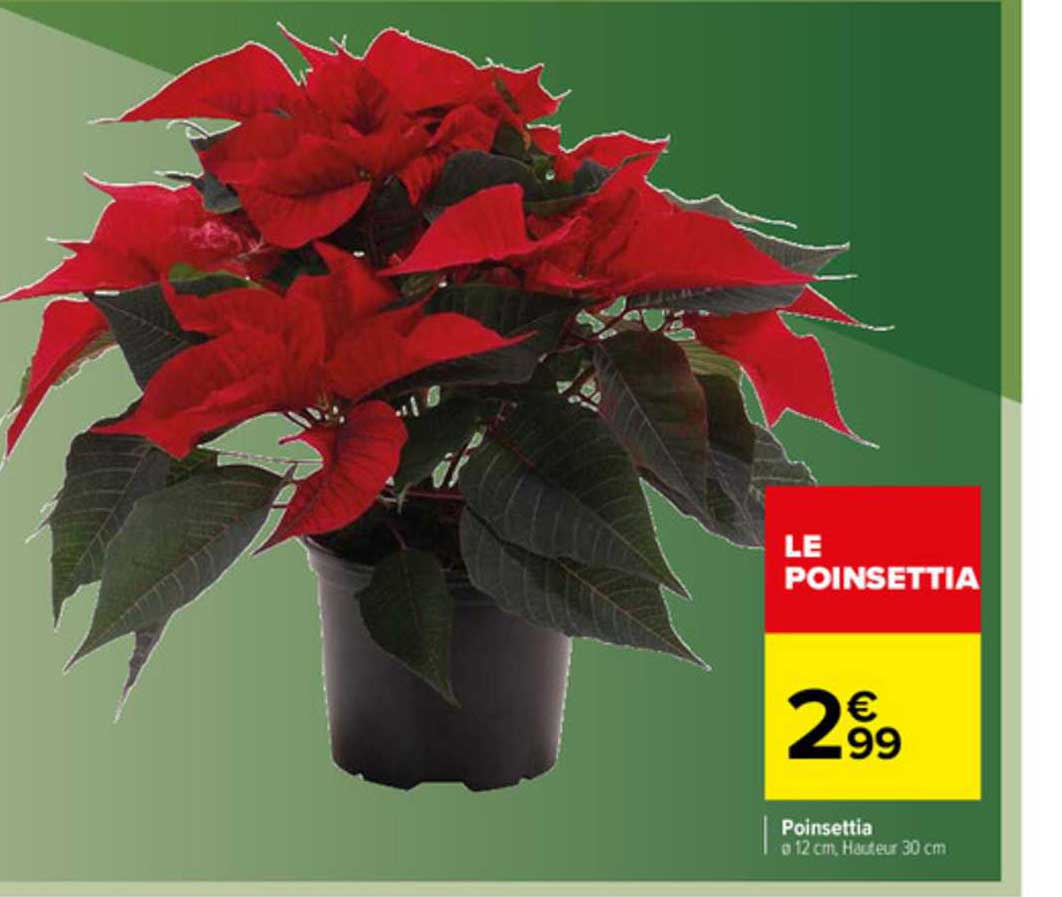poinsettia