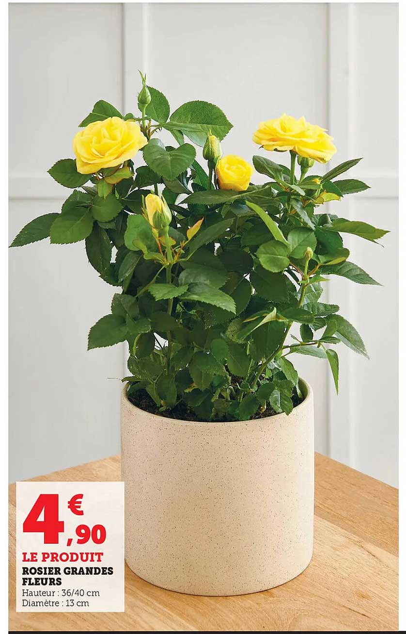 rosier grandes fleurs