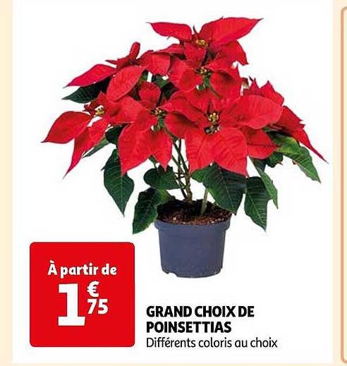 Grand Choix De Poinsettias