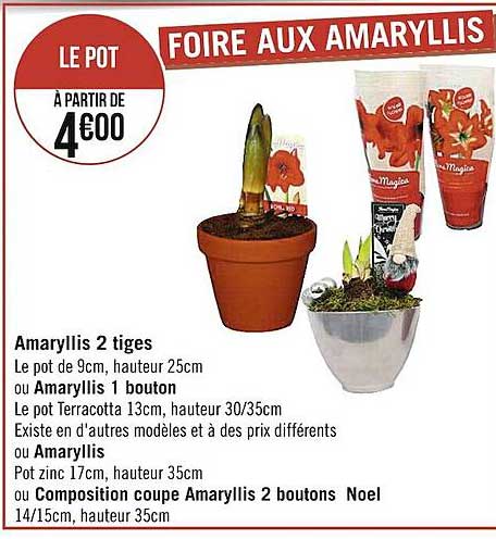 amaryllis 2 tiges ou amaryllis 1 bouton