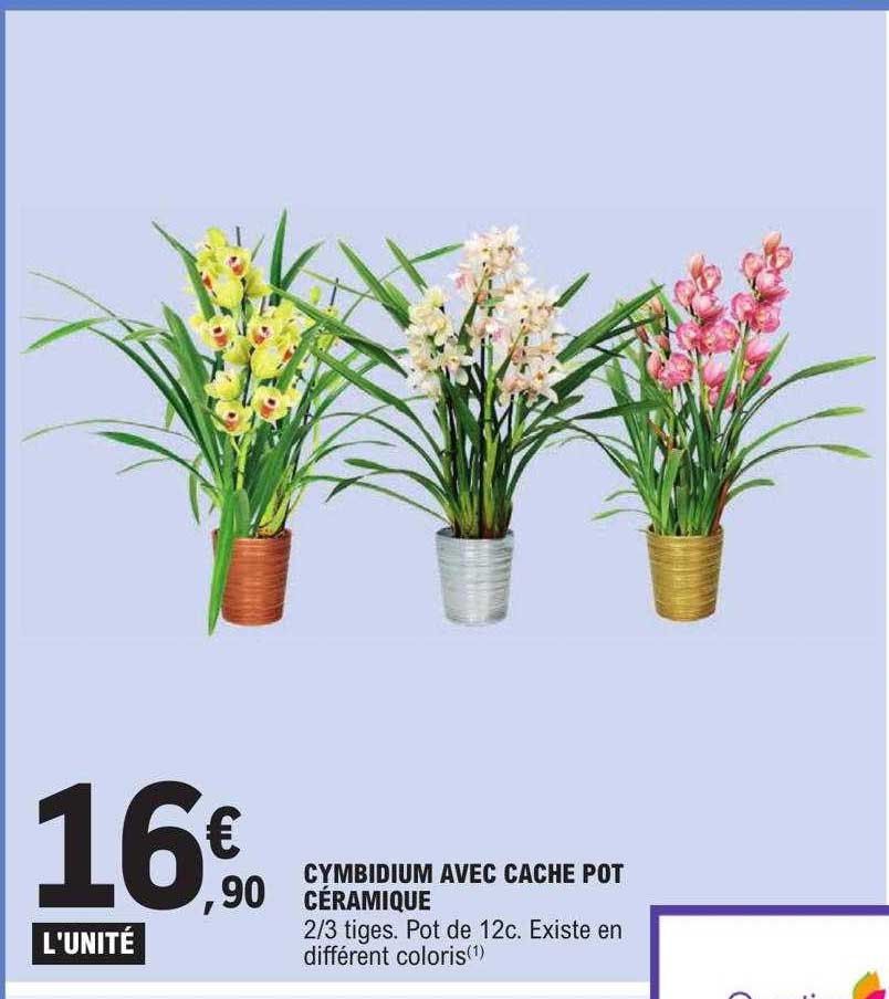 cymbidium avec cache pot céramique