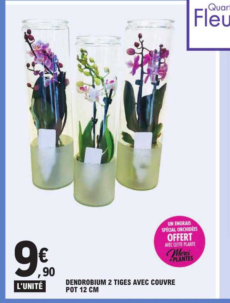 dendrobium 2 tiges avec couvre pot 12 cm