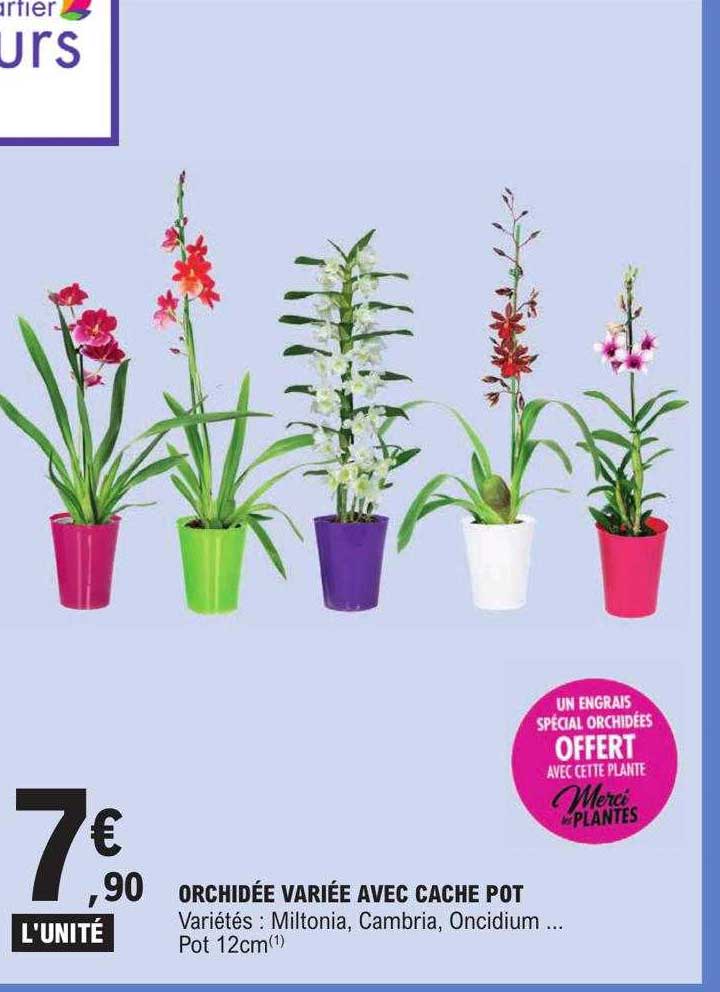 Orchidée Variée Avec Cache Pot