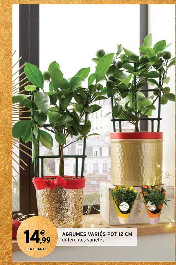 agrumes variés pot 12 cm