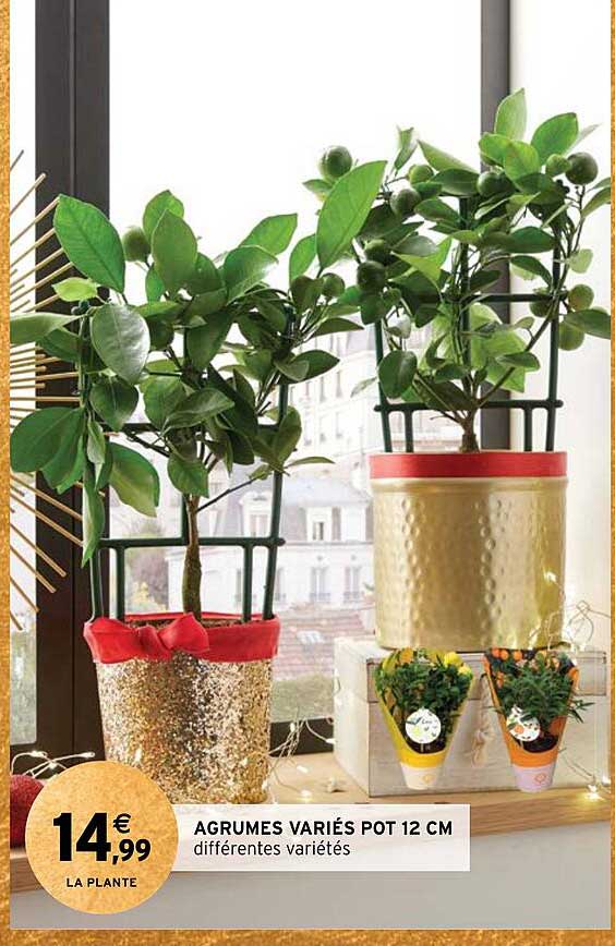 Agrumes Variés Pot 12 Cm