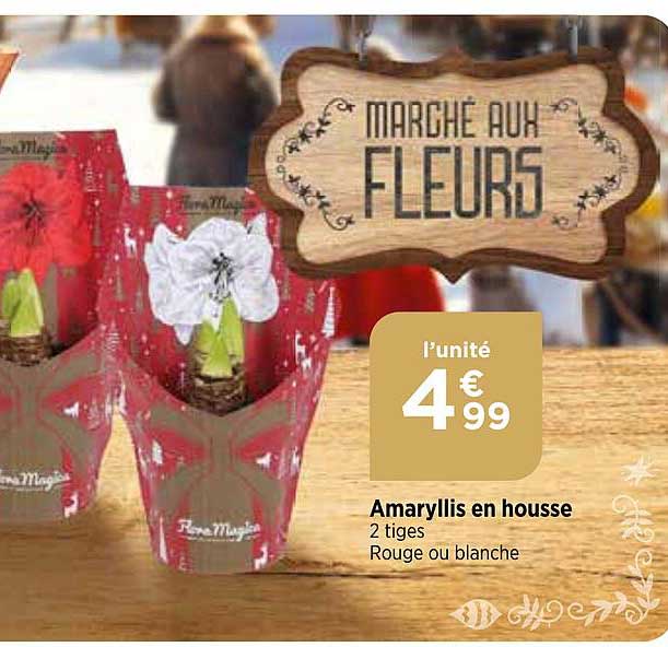 amaryllis en housse