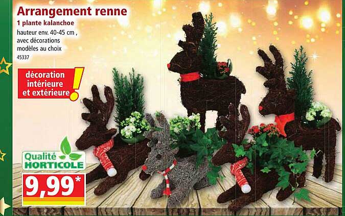 arrangement renne 1 plante kalanchoe